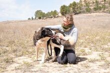 ARQUI, Hund, Mischlingshund in Spanien - Bild 5