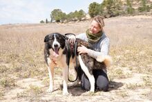 ARQUI, Hund, Mischlingshund in Spanien - Bild 7