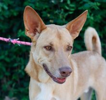 MANGO, Hund, Podenco-Deutscher Schäferhund-Mix in Spanien - Bild 1