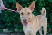 MANGO, Hund, Podenco-Deutscher Schäferhund-Mix in Spanien - Bild 10