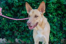 MANGO, Hund, Podenco-Deutscher Schäferhund-Mix in Spanien - Bild 7