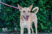 MANGO, Hund, Podenco-Deutscher Schäferhund-Mix in Spanien - Bild 8