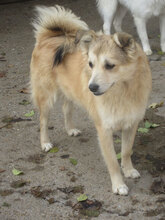 DARSI, Hund, Mischlingshund in Bulgarien - Bild 10