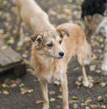 DARSI, Hund, Mischlingshund in Bulgarien - Bild 8