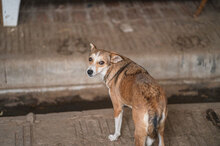 DEMI, Hund, Mischlingshund in Bulgarien - Bild 10