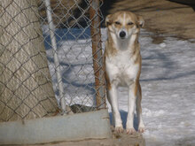 DEMI, Hund, Mischlingshund in Bulgarien - Bild 3