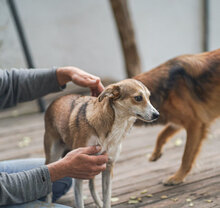 DEMI, Hund, Mischlingshund in Bulgarien - Bild 9