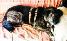 MIBA, Hund, Mischlingshund in Villingen-Schwenningen - Bild 2