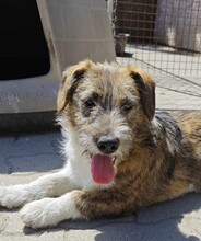 SOMA, Hund, Terrier-Mix in Ungarn - Bild 1