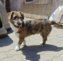 SOMA, Hund, Terrier-Mix in Ungarn - Bild 2