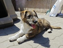 SOMA, Hund, Terrier-Mix in Ungarn - Bild 3