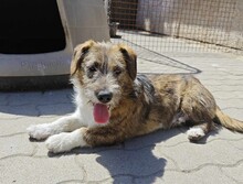 SOMA, Hund, Terrier-Mix in Ungarn - Bild 4