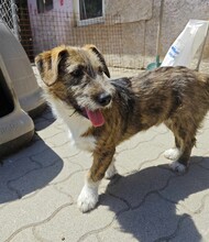 SOMA, Hund, Terrier-Mix in Ungarn - Bild 6