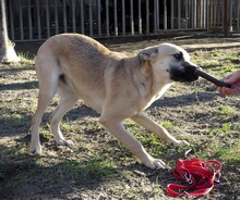 JUSTIN, Hund, Mischlingshund in Ungarn - Bild 14