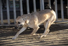 JUSTIN, Hund, Mischlingshund in Ungarn - Bild 17