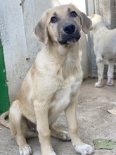 ARTHUR, Hund, Mischlingshund in Griechenland - Bild 1