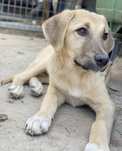 ARTHUR, Hund, Mischlingshund in Griechenland - Bild 10