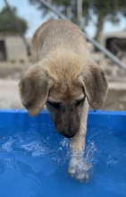 ARTHUR, Hund, Mischlingshund in Griechenland - Bild 11