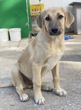 ARTHUR, Hund, Mischlingshund in Griechenland - Bild 13