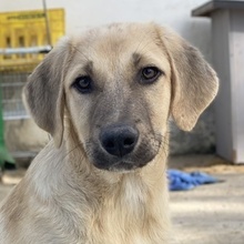 ARTHUR, Hund, Mischlingshund in Griechenland - Bild 14