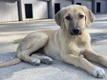 ARTHUR, Hund, Mischlingshund in Griechenland - Bild 15