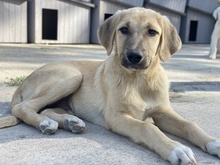 ARTHUR, Hund, Mischlingshund in Griechenland - Bild 16