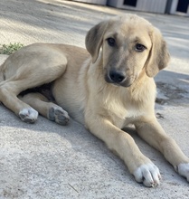 ARTHUR, Hund, Mischlingshund in Griechenland - Bild 17