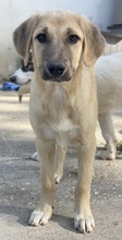 ARTHUR, Hund, Mischlingshund in Griechenland - Bild 18