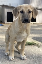 ARTHUR, Hund, Mischlingshund in Griechenland - Bild 19