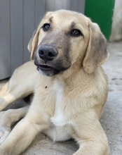 ARTHUR, Hund, Mischlingshund in Griechenland - Bild 2