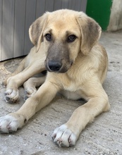 ARTHUR, Hund, Mischlingshund in Griechenland - Bild 3