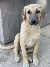 ARTHUR, Hund, Mischlingshund in Griechenland - Bild 4