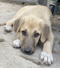 ARTHUR, Hund, Mischlingshund in Griechenland - Bild 6