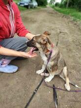 GEMMA, Hund, Mischlingshund in Rumänien - Bild 11