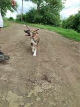 GEMMA, Hund, Mischlingshund in Rumänien - Bild 15