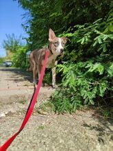 GEMMA, Hund, Mischlingshund in Rumänien - Bild 3