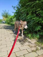 GEMMA, Hund, Mischlingshund in Rumänien - Bild 5