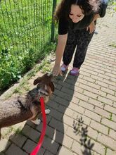 GEMMA, Hund, Mischlingshund in Rumänien - Bild 6