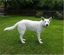 MIRA, Hund, Amerikanisch-Canadischer Weißer Schäferhund in Schwarzenbach - Bild 3