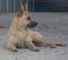 FOX, Hund, Mischlingshund in Portugal - Bild 1