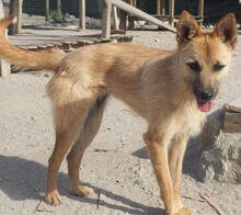 FOX, Hund, Mischlingshund in Portugal - Bild 2