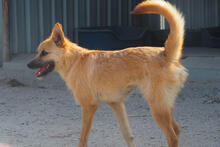 FOX, Hund, Mischlingshund in Portugal - Bild 3