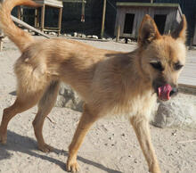 FOX, Hund, Mischlingshund in Portugal - Bild 5