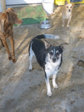 DOMINO, Hund, Mischlingshund in Bulgarien - Bild 11