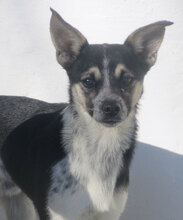 DOMINO, Hund, Mischlingshund in Bulgarien - Bild 12