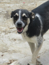 DOMINO, Hund, Mischlingshund in Bulgarien - Bild 13