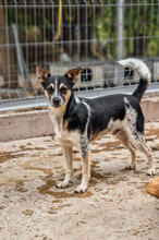 DOMINO, Hund, Mischlingshund in Bulgarien - Bild 2