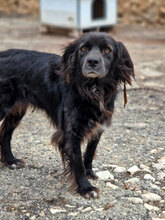 KAYA, Hund, Mischlingshund in Bulgarien