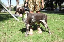 DIAS, Hund, Affenpinscher in Griechenland - Bild 4