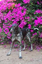 COUPER, Hund, Mischlingshund in Griechenland - Bild 2